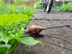 Snail slowly returning from my driveway to the swamp