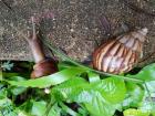 Snails are social creatures, because after all, everyone needs a friend!