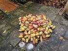 Cacao fruit, an essential ingredient for making chocolate