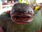 "River Fish" for lunch in the Mekong Delta