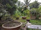 Fruit garden in my friend's backyard