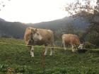 Cows I saw up close during my visit to Grindelwald in the Swiss Alps 