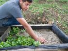 Just like any other plant, the coffee plant starts as a seed!