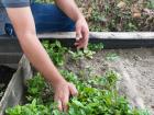 Between seeds and before pots, the coffee plant grows a bit more each month.