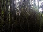 The amazing forests of the amazons! So humid, my camera could hardly see straight. 