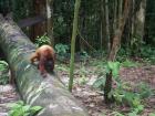 Our first meeting - it's like Balu was waiting for us at the campsite! What adaptations do you think help him to move across logs?