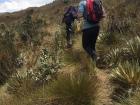 The páramo hike was full of amazing sites! From frailejones to caves, there was always more to see.