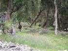 Alpaca and Llama are wild animals in Kuélap, whereas at Machu Picchu they are herded by shepherds. 