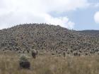 This view of the páramo showed the thousands of fraillejones! 