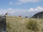 The cows, or vacas as their called in Spanish, were not happy to see us.