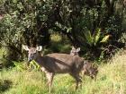 The deer at Chingaza were majestic, or beautiful and graceful. 