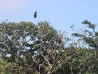 A vulture in flight above the island; this species can also be found in California and New York
