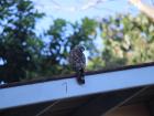 Raptors are birds of prey that hunt with their feet, like this hawk who hangs around the laboratories