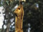 Kinkajous can hang from their prehensile tails, which helps them reach flowers and fruits that are tricky for other animals to grab
