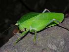 They might not look like pop star material, but katydids have drawn a lot of scientific interest with their singing