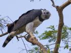 With a wingspan up to seven feet, harpy eagles are big enough to hunt kinkajous, sloths and even monkeys