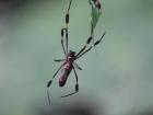 One scientist I met was on B.C.I. for three days to find a rare species of spider for DNA analysis