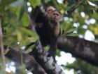 Mimi the capuchin monkey and her baby have been passing through a tree behind my room for the past month