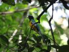 Always keep your eyes peeled in the forest; many of the most beautiful birds are the smallest