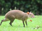 I was thrilled the first time I saw an agouti; now they are an everyday sight around the lab