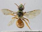 The exoskeleton of this megalopta bee from B.C.I. was preserved for a museum collection