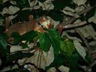 One of the kinkajous we track, Mario, digs into the sweet nectar of a balsa flower