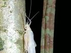 This grasshopper looks white because it just shed its exoskeleton, which is a rare sight to see!