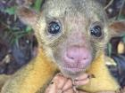 I don't know what animals I will study in the future, but for now I am happy with kinkajous