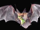 Scientists are also interested in how bats listen for katydids so they can prey upon them