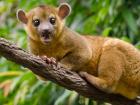 Kinkajous may seem like fun pets, but they are wild animals that play an important role in their habitat