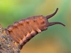 I understand why Erin was excited to see a velvet worm... they are pretty cute