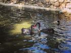 Dos cisnes negros (two black swans) in El Retiro park