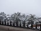 Snowy trees around the city