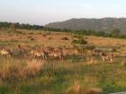 Zebras (pubamilia) eating grass at sunrise