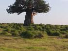 I was lucky enough to see two male lions (simba) in the park