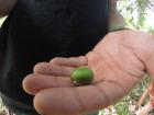 This is what a coffee bean looks like before it is roasted