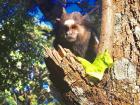 This little marmoset is about 20 centimeters long