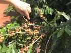 There are many coffee plants in Mina Gerais because the weather is very hot; the coffee bean is ready to be picked once it turns red