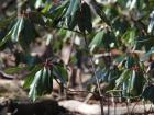 Other springtime leaves and plants