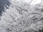 Cherry blossom season--a sign of spring