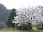 The contrast between the cherry blossoms and the other green trees makes them especially striking