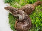 Otters at the Hwacheon Research Center