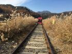 Many outdoor activities, such as rail biking through nature, are very popular in Korea