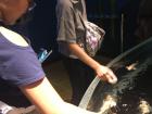 Playing with fish in the aquarium