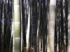 Bamboo forests in Gwangju