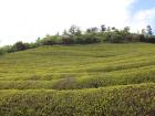 The green tea fields are a gorgeous sight in the spring