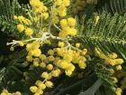 Here is the close-up picture of the flowers on the plant. They look like little puff balls! 