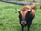 This was the first time I had ever seen a bull in someone's backyard. 