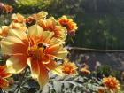 This round, fuzzy bumblebee has found a lovely flower from which to take nectar!