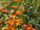 This honeybee in the botanical garden in Paris seems to be enjoying this flower!